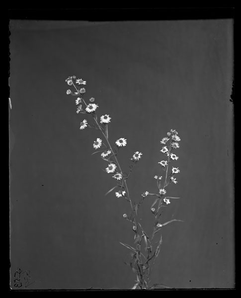 Aster dumosus.
Flowers