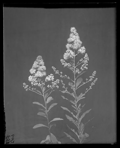 Spiraea salicifolia.
Flowers