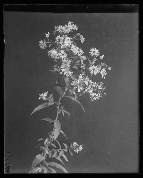 Aster amethystinus.
Flowers