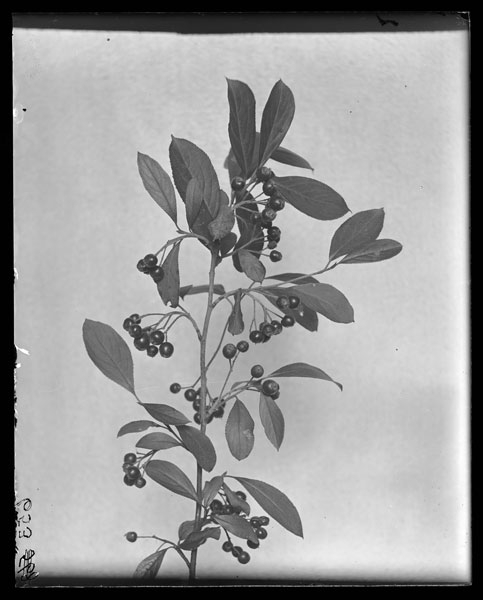 Aronia.
arbutifolia var.
atropurpurea - Fruit