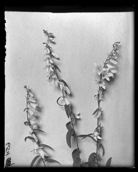 Campanula rapunculoides.
Flowers.
European Bellflower of false Kampion