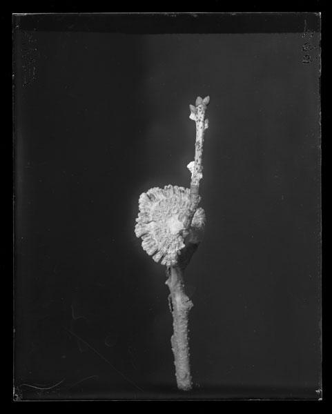 Schizophyllum alneum.
upper surface
