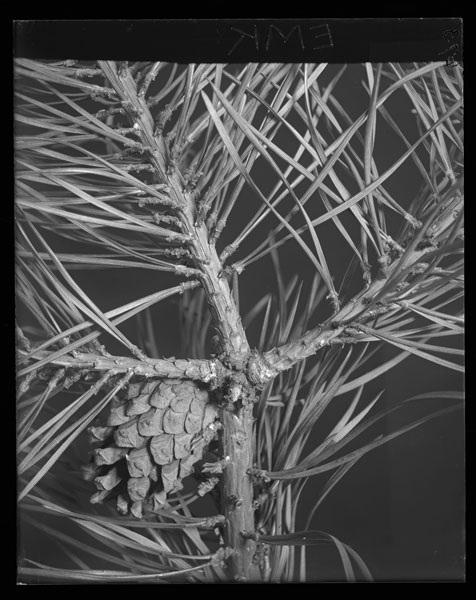 Pinus sylvestris.
Cone dropping seed