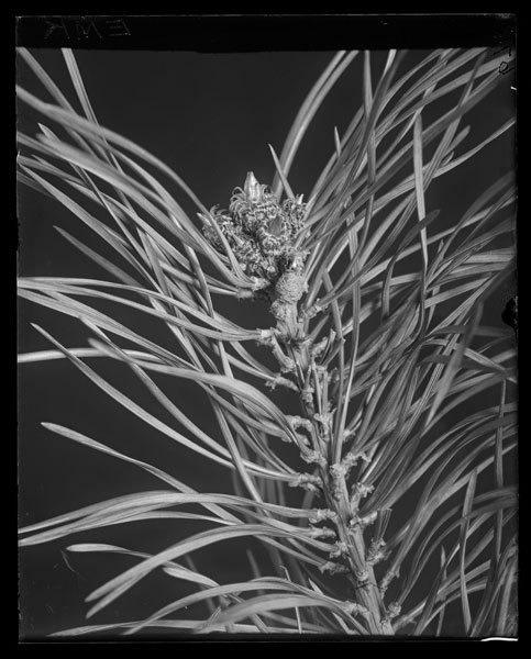 Pinus sylvestris.
Leafy branch - Carpellate cone
May, 4