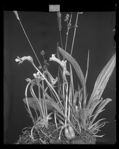 Orobanche uniflora.
Plant