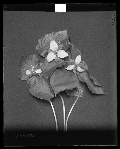 Trillium erectum.
Albino form, flowers and leaves