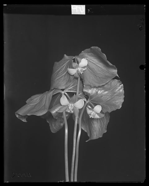 Trillium cernuum.
Flowers and leaves