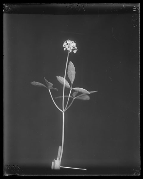 Panax Trifolium.
Flowers