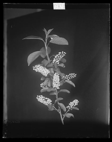 Prunus virginiana.
Flowers