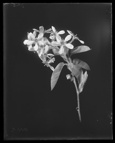 Amelanchier canadensis var. Botryapium.
Flowers