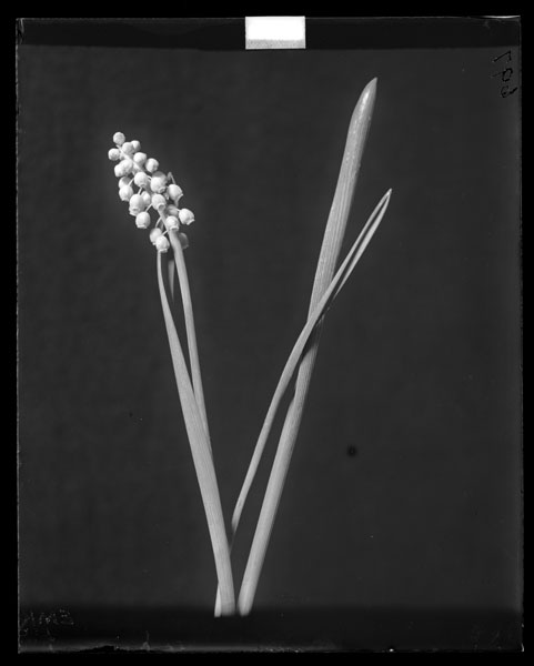 Muscari botryoides.
Flowers and leaves