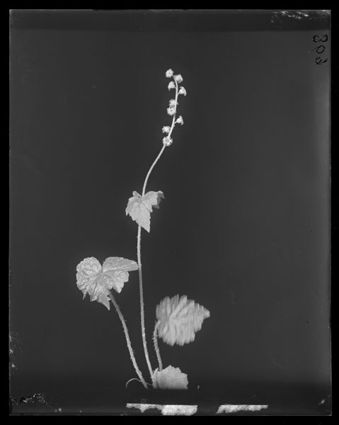 Mitella diphylla.
Flowers and leaves