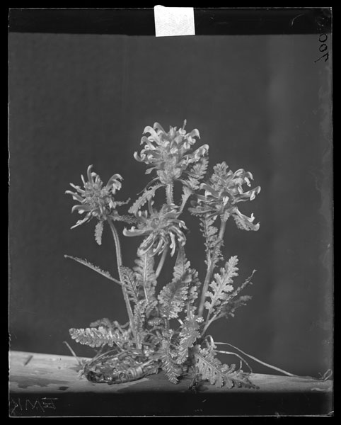 Pedicularis canadensis.
Flower