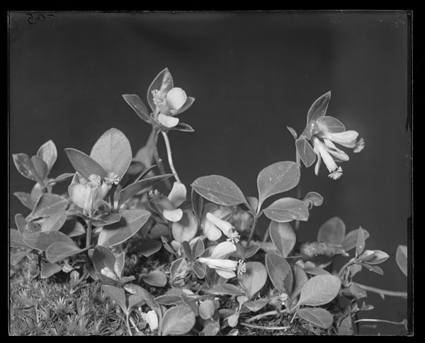 Polygala pauciflora.
Plants