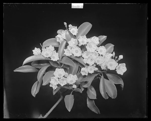 Kalmia latifolia.
Flowers