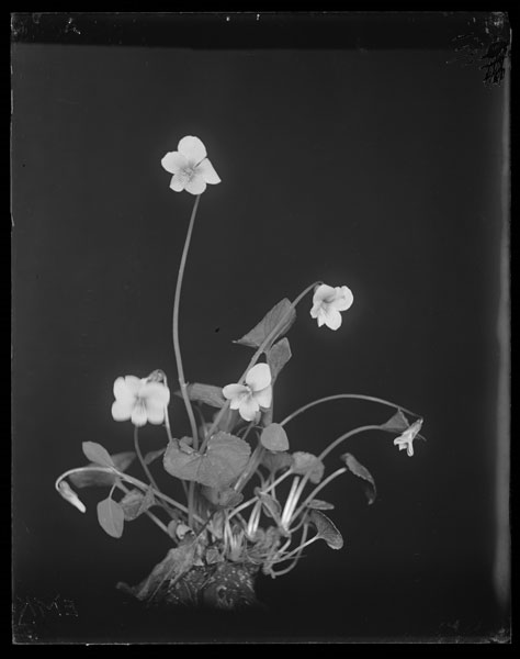 Viola cucullata
type