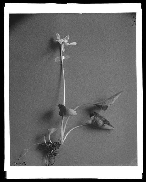 Viola cucullata.
Pure white flowers