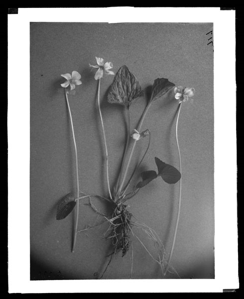 Viola cucullata and sororia  E.B.