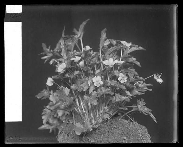 Viola palmata x papilionacea  E.B.