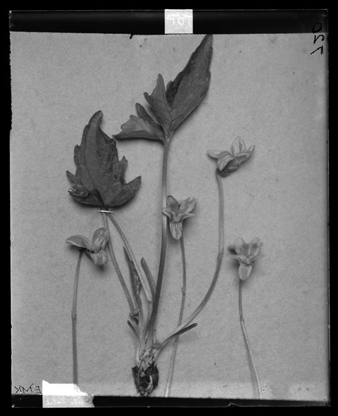 Viola palmata x  papilionacea E.B.
Pied flowers