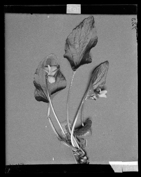 Viola fimbriatula x papilionacea  E.B.