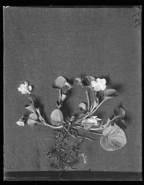 Viola conspersa.
Pure white flowers