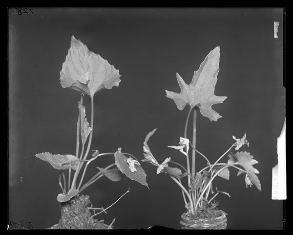 Viola affinis x triloba