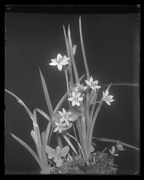 Hypoxis hirsuta.
Flowering plant