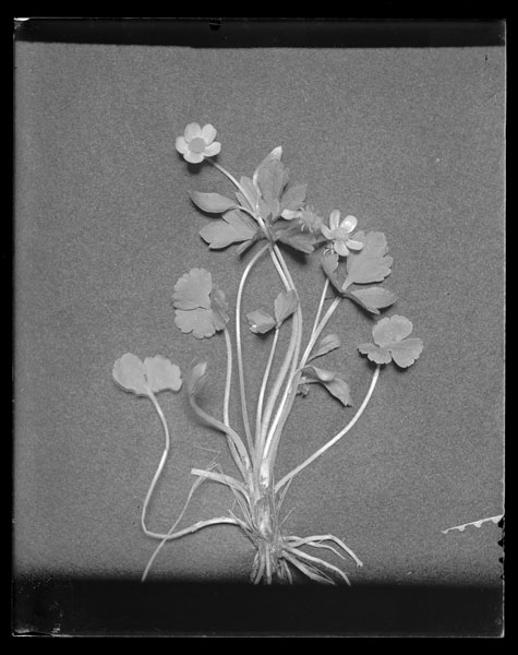 Ranunculus hispidus.