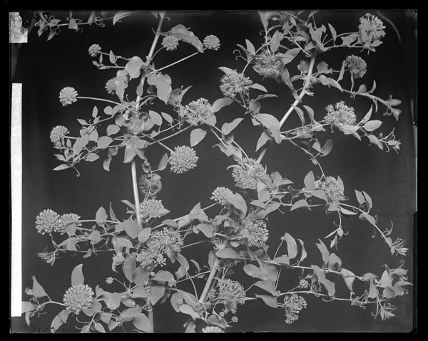 Smilax herbacea flowers