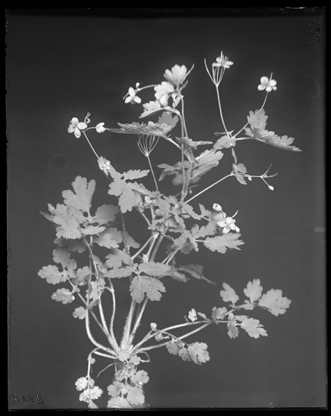 Chelidonium majus.
Flowers and leaves