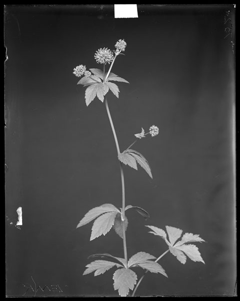 Sanicula marilandica.
Flowers