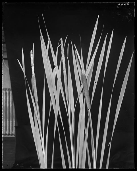 Typha lalifolia