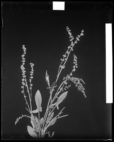 Rumex Acetosella.
Flowers