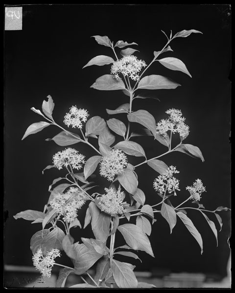 Cornus paniculata
