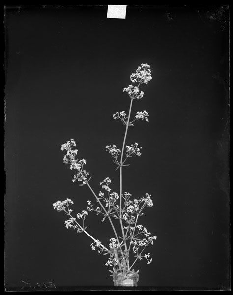 Galium Mollugo.
Flowers