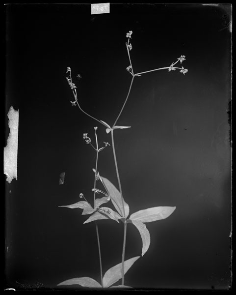 Galium lanceolatum.
Flowers