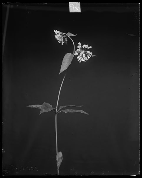 Asclepias quadrifolia.
Flowers