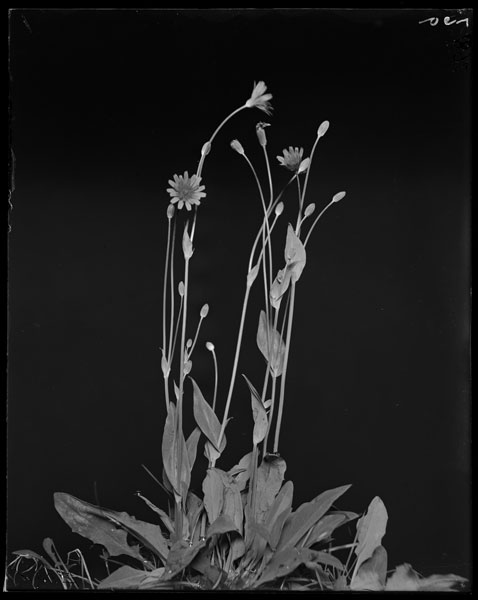 Krigia amplexicaulis.  
Plants in flower.
