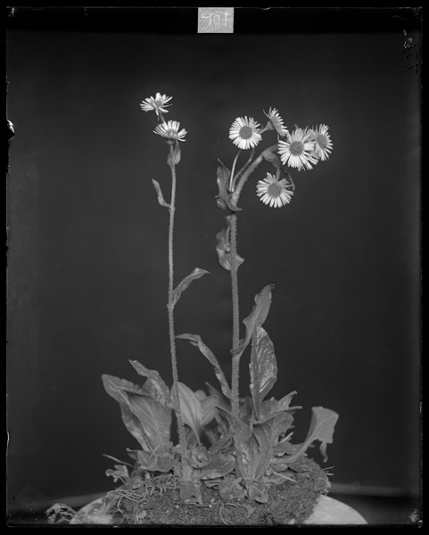 Erigeron pulchellus. Plants in flower.