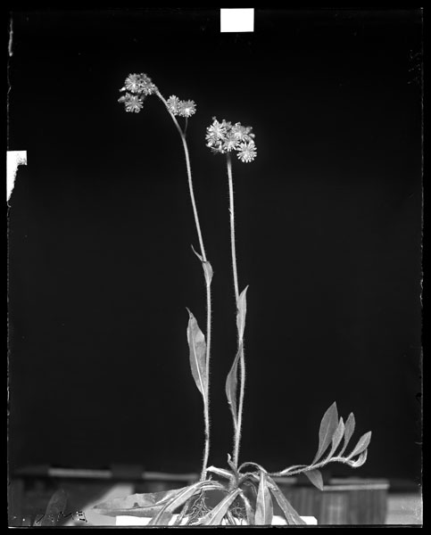 Hieracium pratense.
Plants in flower.