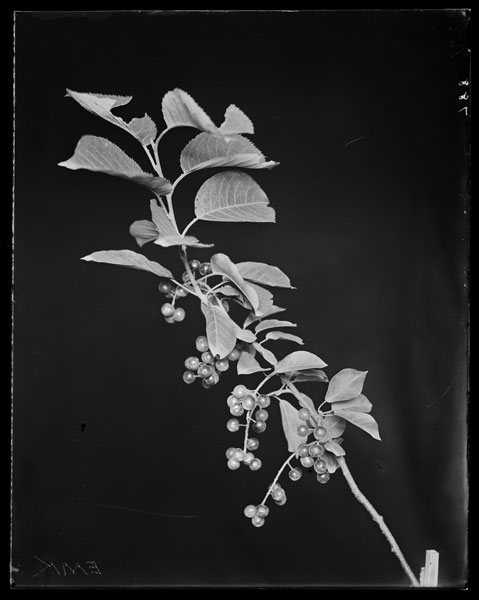 Prunus virginiana.
Fruit.