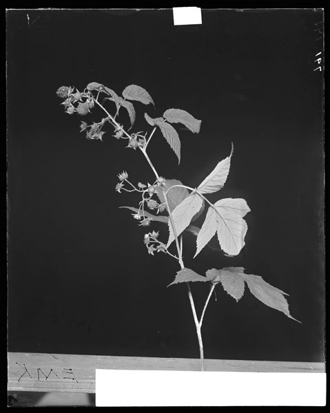 Rubus idaeus var. aculeatissimus.
Flowers, fruit and leaves.