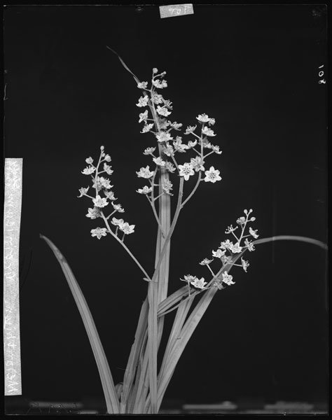 Melanthium virginicum