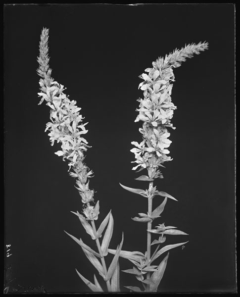 Lythrum Salicaria