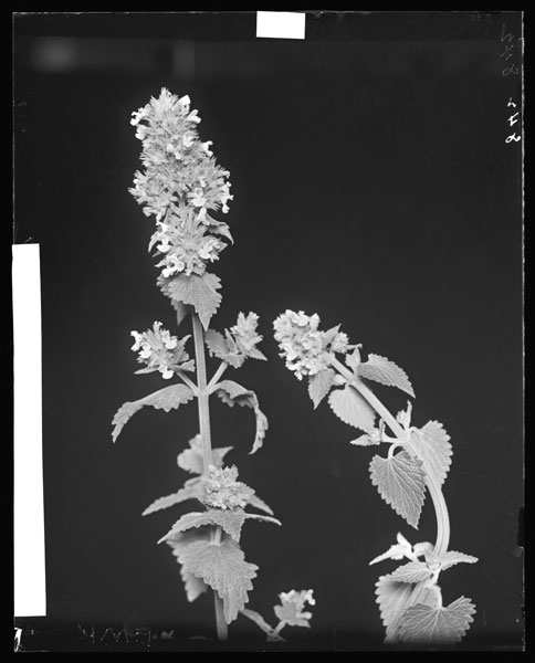 Nepeta Cataria.
Flowers and leaves