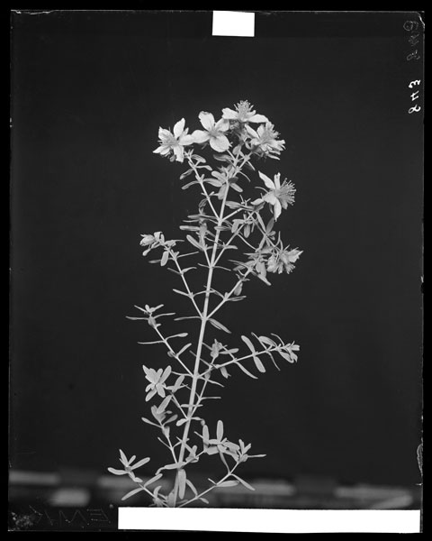 Hypericum perforatum.
Flowers and leaves