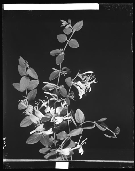 Lonicera japonica.
Flowers and leaves