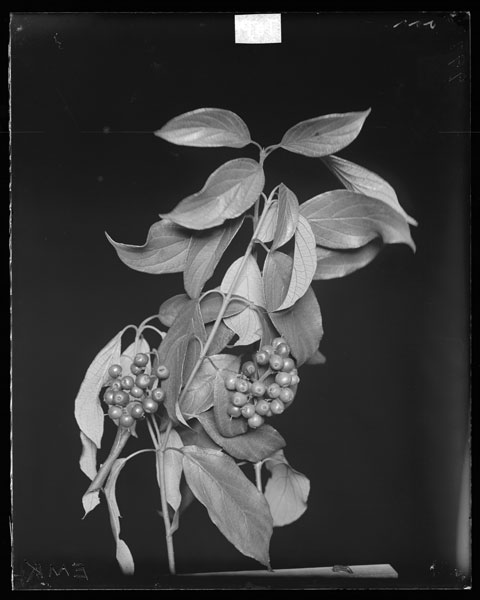 Cornus Amomum.
Fruits and leaves.
