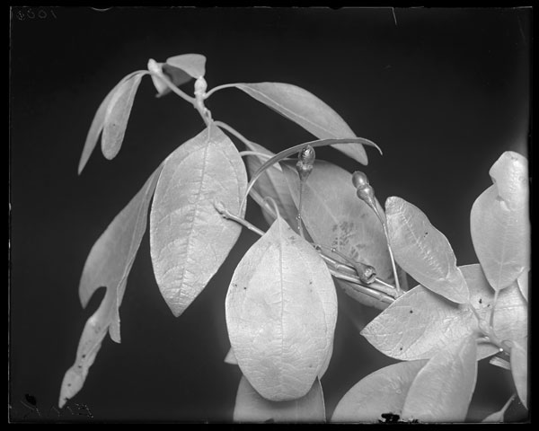 Sassafras variifolium.
Fruit and leaves